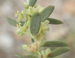 Clutia ericoides