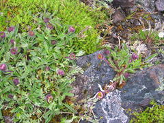 Erigeron flettii