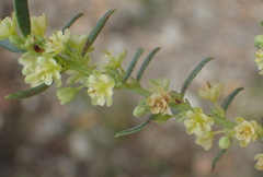 Clutia ericoides