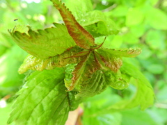 Myzus cerasi