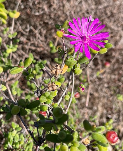 Drosanthemum autumnale