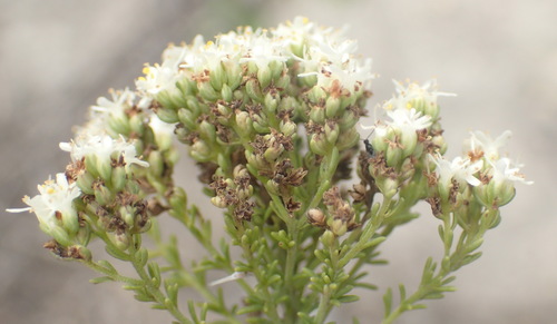 Image of Selago dolosa by (c) Nicola van Berkel, some rights reserved (CC BY-SA)