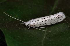 Yponomeuta multipunctella