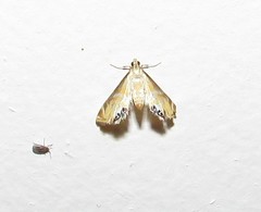 Argyractis