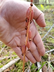 Corallorhiza maculata