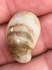 Crepidula fornicata image