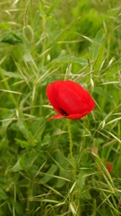 Papaver rhoeas