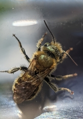 Osmia leaiana