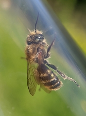 Osmia leaiana