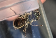 Osmia leaiana