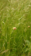Papaver rhoeas