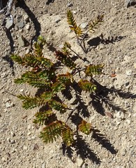 Veronica pinguifolia