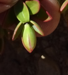 Veronica pinguifolia