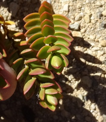 Veronica pinguifolia