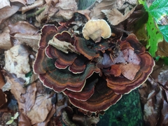 Stereum insignitum