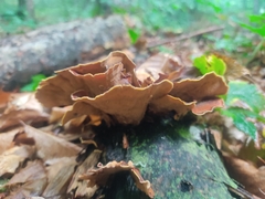 Stereum insignitum