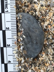 Crepidula fornicata image