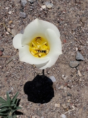 Calochortus nuttallii