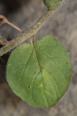 Convolvulus sabatius subsp. mauritanicus image