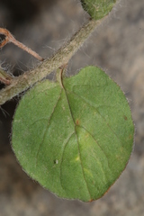 Convolvulus sabatius image