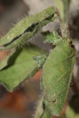 Convolvulus sabatius subsp. mauritanicus image