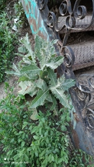 Onopordum acanthium