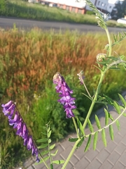 Vicia villosa