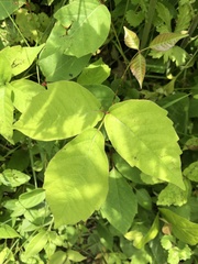 Toxicodendron radicans