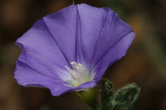 Convolvulus sabatius image