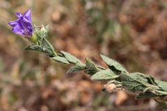 Convolvulus sabatius subsp. mauritanicus image