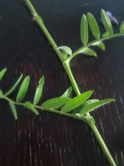 Vicia villosa
