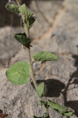 Convolvulus sabatius subsp. mauritanicus image