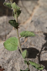 Convolvulus sabatius image