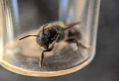 Osmia caerulescens