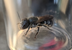 Osmia caerulescens