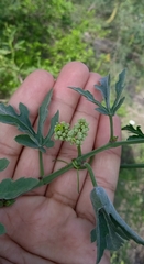 Cissus tiliacea