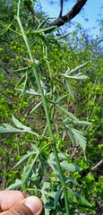 Cissus tiliacea