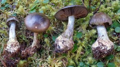 Cortinarius scaurus