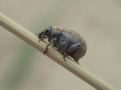 Philopedon plagiatum