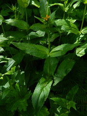 Arnica amplexicaulis