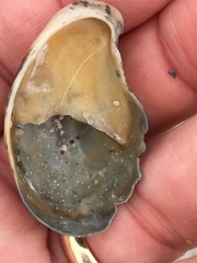 Crepidula fornicata image