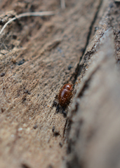 Mycetaea subterranea