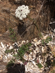 Daucus carota hispanicus