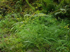 Lomatium brunsfeldianum