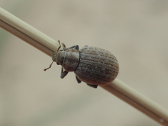 Philopedon plagiatum