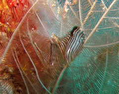 Pterelectroma physoides