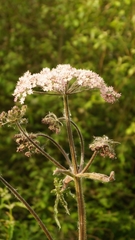 Heracleum sphondylium
