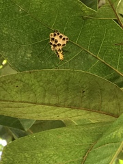 Mischocyttarus basimacula