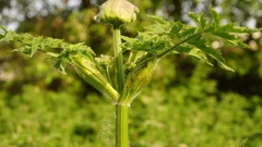 Heracleum sphondylium