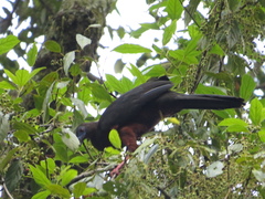 Chamaepetes goudotii